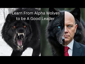 Learn From Alpha Wolves To Be A Success Leadership