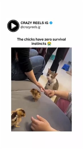 Crazy Reels IG ™ on Instagram: "The video features a curious tabby cat with white markings sitting on a gray cushioned surface in a bright indoor room surrounded by people in casual clothing, as hands introduce fluffy yellow baby chicks one by one to interact with the feline. The cat, wearing a small tag on its collar, initially sniffs and paws at the first chick placed nearby, its ears perked and eyes focused intently. As the chick peeps and waddles closer without fear, the cat gently opens its