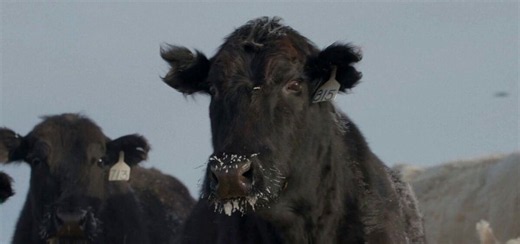 Mystery as cows across Oregon found mutilated and drained of blood