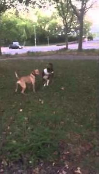 Vom aggressiven Hund zum liebevollen Spielgefährten