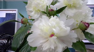 ELP 48MP Wide Angle USB Camera Module Autofocus UVC USB2.0 Webcam Board for Computer Mini Industrial Lightburn_Cameras for PC Laptop 6000P Webcamera Monitoring 3D Printer Web Camera