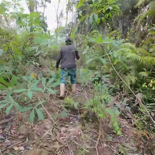 🐝🌾 Hidden in the Cassava Field! Pure Honey Found on a Low Tree 🍯😱 | Bees Reels