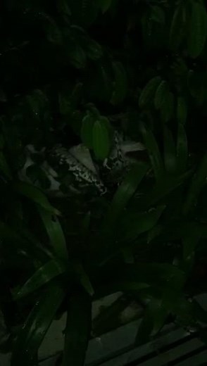 Snake eating a cat in Ang Mo Kio