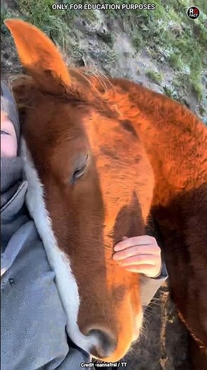 Why Do Horses Sleep Standing Up?