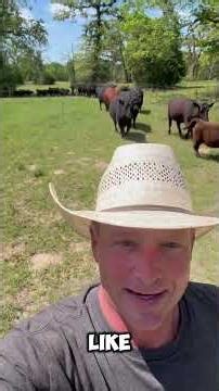 Rotational Grazing… but our bull Slick has other plans