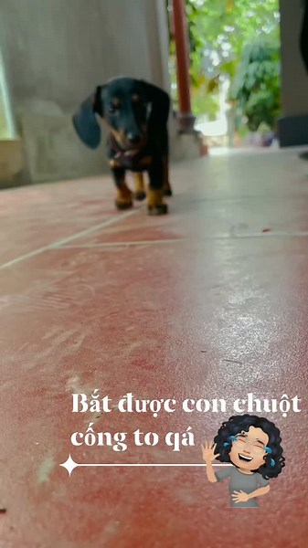 Video của Hoapth.Ms (@hoapth.ms) với bản nhạc Simple Dimple - Meow