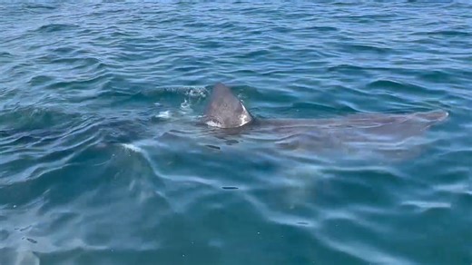 Basking shark spotted off Hampton Beach: Check out the video