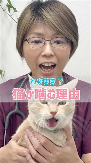 猫が噛む理由とコミュニケーションの取り方