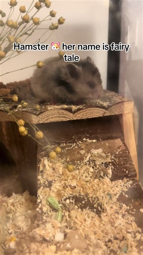 #hamster #funny #police #diva #cute
