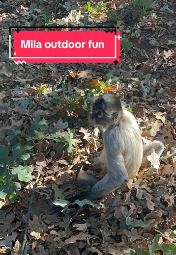 It is one of the most beautiful amazing sights to see the spider monkeys climb high up in the trees to swing jump. I could watch Mila play freely for hours. She loved rolling around in the leaves too 🍃 #spidermonkey #monkeys #exoticanimals #fallweather