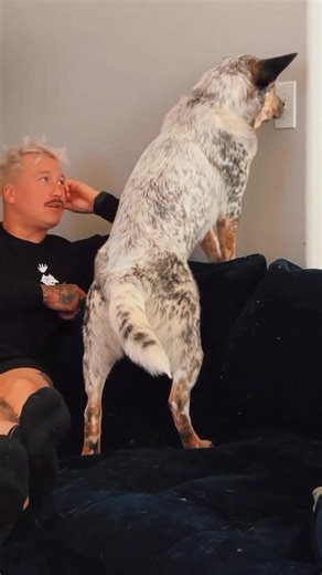 Heelers are just SO SMART. in all situations! What does your pup do that is ridiculously smart?! #cattledog #heelerpuppy #puppylove | Apollo in the Wild