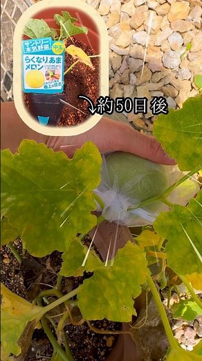 【#家庭菜園 】#メロン栽培 実がなる