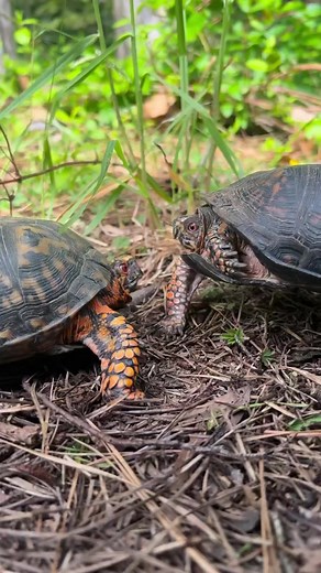 2.2M views · 10K reactions | Turtle Fight! But, why?  #boxturtle #otistheturtle #tortoise #turtle #animalfacts #turtlelove #turtles #waterturtle #funnyanimals #reptile #turtles #turtlelife #easternboxturtle #babyturtle #babytortoise #animalrescue | Garden State Tortoise | Facebook