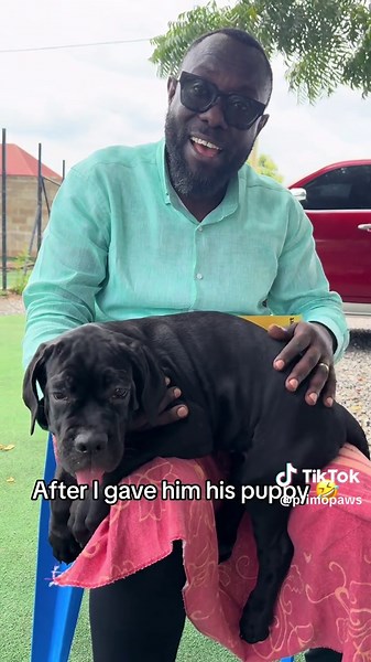 Understanding the Cane Corso Breed: Love and Care