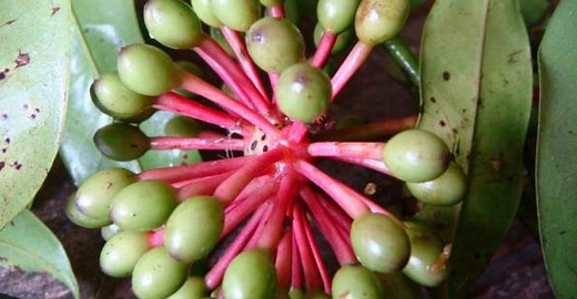 Yumel para que sirve ? - Propiedades y Beneficios