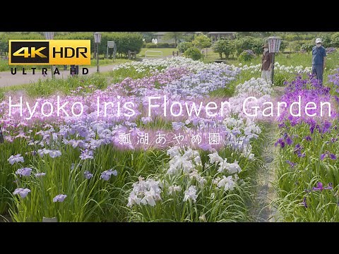 4K HDR | Hyoko Iris Flower Garden - Niigata Japan Travel in Early summer