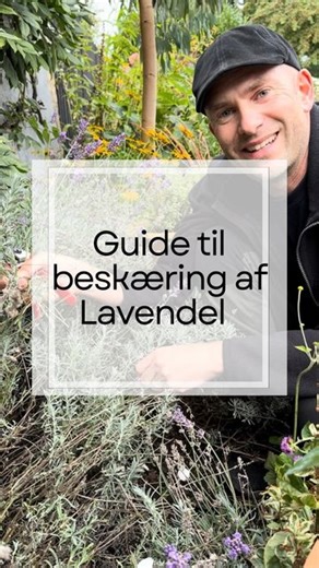 The Perennial Garden | Staudehaven on Instagram: "Her er en guide til beskæring af Lavendel - hvordan og hvornår✂️ Lavendel kan beskæres her i efteråret i september eller i foråret. Vi har sorten Lavender ‘thumbelina’ som er en lav og kompakt sort. Vi plejer at beskære dem her i efteråret, i starten af september, da det så er nemmere, at se hvad der er ny og gammel vækst. Du kan nemt se de grønne grene som er væksten fra i år, i modsætning til de mere gamle træagtige grene. Vi klipper dem godt n