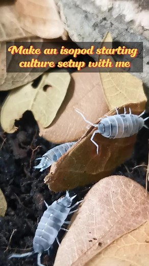 Make an isopod starting culture setup with me #isopods #exoticbeasts #exobeasts #spoods #spoodph #spiders #jumpingspider #viralpage #fbreels #reelsfb2024 #fypシ #foryoureels #foryourpage #foryoupage #short #PCF #reptitools #petscocofriend #feeding #animals #pets #exotickeepers #gagamba #vivarium #trendingreelsvideo #trendingnow #trendingreels