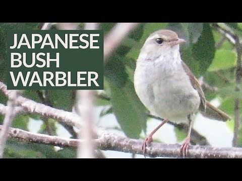 Japanese Nightingale Uguisu's Beautiful Singing 🎶ウグイスの美しい鳴き声