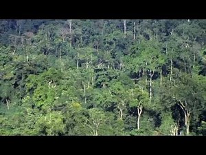 Leaders must make brave choices to save world's forests