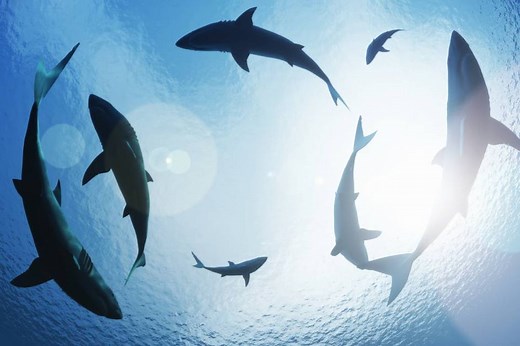 Why sharks are essential for healthy oceans | One Earth