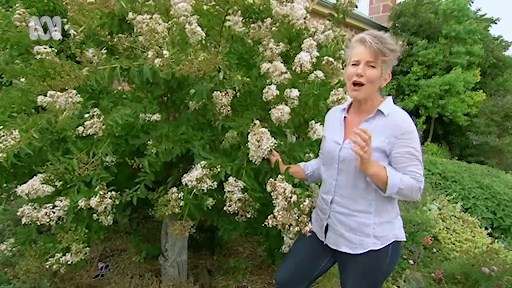 Plant Profile | Crepe Myrtle - Gardening Australia