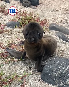 This baby fur seal is super chatty! 🦭 | Daily Mail Animals