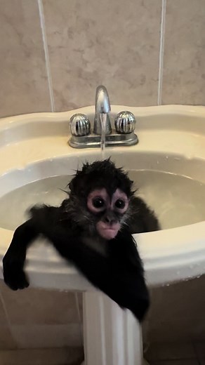 Spider Monkey Bath Time - Cute and Playful Monkey in the Bathtub