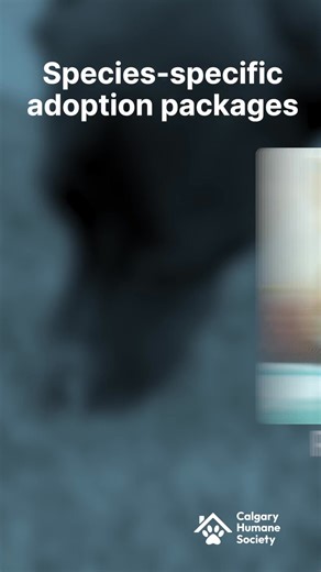 That moment you take your new best friend home is just the start of an unforgettable journey. You can give Calgary's most in-need animals a fresh start with support from Calgary Humane Society's and our adoption packages—just book an appointment or visit them as a walk-in today. | Calgary Humane Society