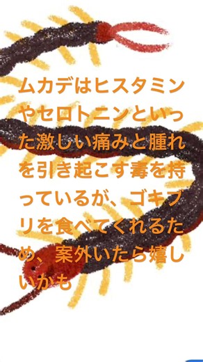 ムカデ豆知識