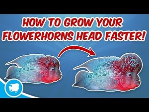 How To Grow Flowerhorn Head Faster Flowerhorn Head Growth Secrets