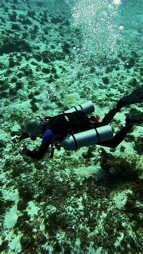 In Cozumel and in general a DSMB is crucial in scuba diving for diver safety, acting as a vital communication tool to alert boat traffic and surface support of your location before and during ascent, preventing collisions, marking your position during safety stops, and signalling distress, making it an essential piece of gear, especially in busy or current-prone areas. #exploretheworld #qualitynotquantity #cozumel #cozumelisland #cozumelmexico #cozumeldiving #cozumeleño #islacozumel #findcozumel
