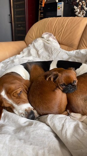 Adorable Dogs Sleeping Together in Cozy Home Setting