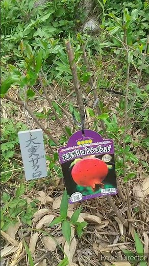ザクロの苗木を植えた