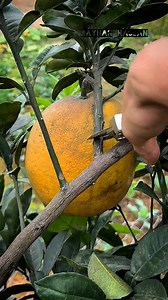 165K views · 804 reactions | Healthy Grapefruit cutting skills trick  #grapefruit #cutting #fruitlover #fruits #reels | Rayhan Hassan | Facebook