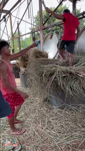 Oil extraction from lemon grass