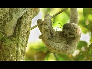 Wild Baby Sloth - Costa Rica