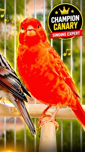 Canary Singing Training Video | Best Canary Singing | Canary Bird Sounds #galerikenariindonesia