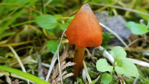 Foraging for Minnesota mushrooms