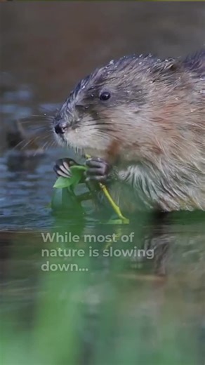 #muskrats #natureguide #outdoorlearning #stepoutside | Learning for a Sustainable Future