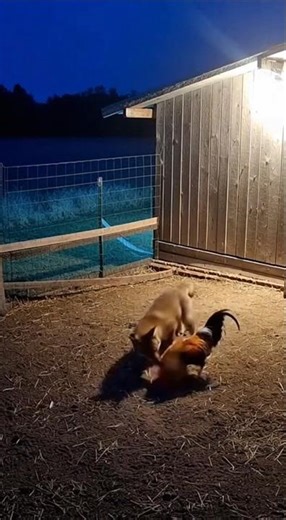 Hungry Fox Attacks Goat Farm at Midnight | Shocking CCTV Footage
