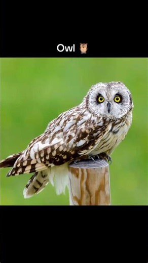 You’ve NEVER Seen These Animals Without Fur! 😳 #shorts