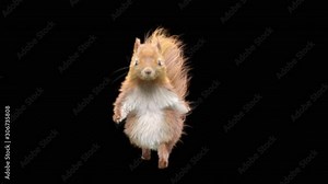 squirrel Dance CG fur 3d rendering animal realistic CGI VFX Animation Loop composition 3d mapping cartoon, with Alpha Channel