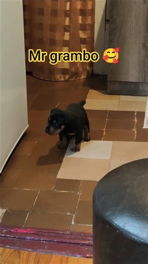 Mr grambo #jagdterrier puppy 🐶❤️ #puppy #puppylove #dog