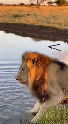 Lion Reacts to Reflection in Water | Rare Behavior