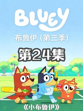 第三季|第24集：小布鲁伊 #布鲁伊 #布鲁伊第三季 #动画片 #亲子