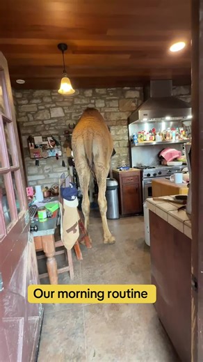 Life with Albert the Camel: A Ranch Adventure