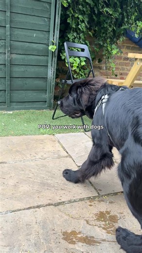 3.2K views · 44 reactions | Falling in love everyday ✨ • • • • • • • #doggrooming #fallinlove #dog #cutedog #cute #grooming | Doggy Styling | Facebook