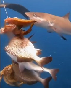 Always be careful diving with a stringer! It makes for an easy meal for a hungry shark 🐟🦈 🎥 Rafael Mesquita Ferreira | Spearchannel
