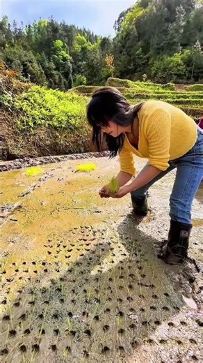 Secrets of Rice Planting: The Art of Transplanting Rice